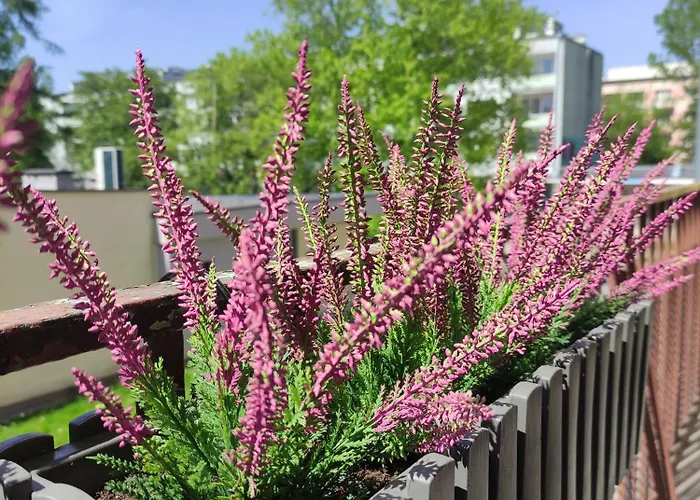 Wrzosowy Balkon Апартаменты Лодзь